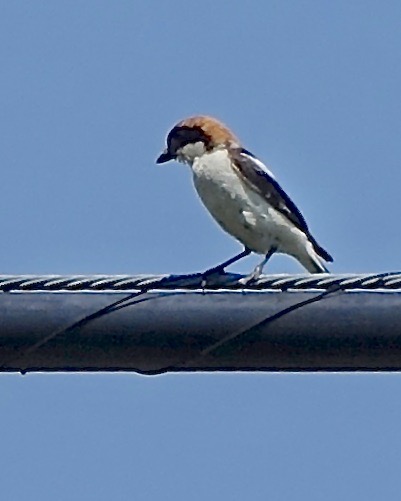 woodchat shrike